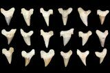 Lot - to Otodus Shark Teeth (Restored) - ~ Pcs #138177-1